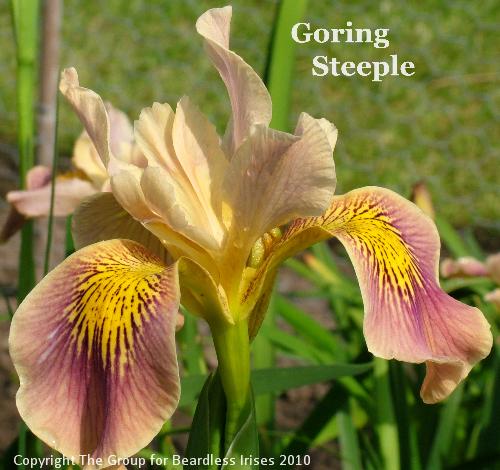 Goring Steeple (4)